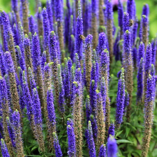 200 BLUE BOUQUET VERONICA Spicata Spike Speedwell Herb Flower Seeds