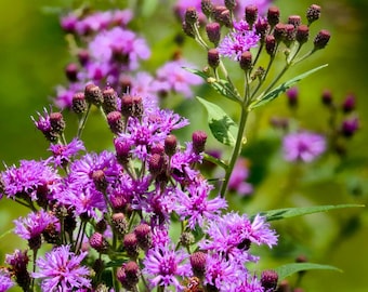 250 PURPLE IRONWEED Prairie Vernonia Fasciculata Flower Seeds