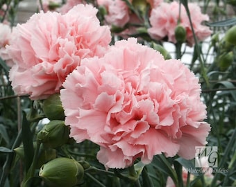 50 La France PINK CARNATION Dianthus Caryophyllus Chabaud Flower Seeds