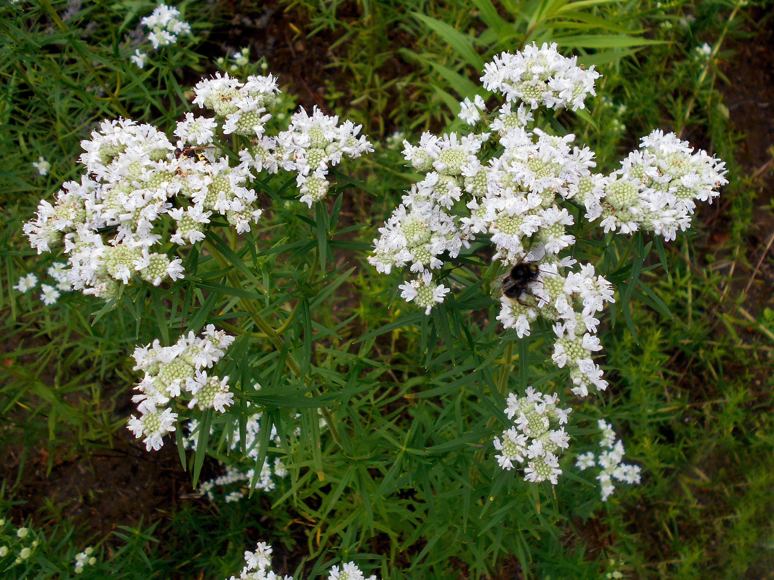 500 VIRGINIA MINT Pycnanthemum Virginianum Mountainmint Native Etsy
