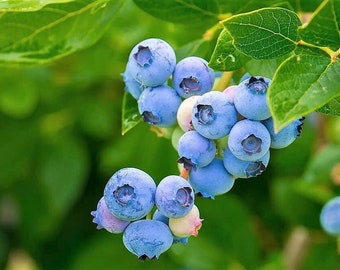 50 SOUTHERN HIGHBUSH BLUEBERRY Pre-Stratified Vaccinium Corymbosum Blue Berry Fruit Bush Shrub Seeds