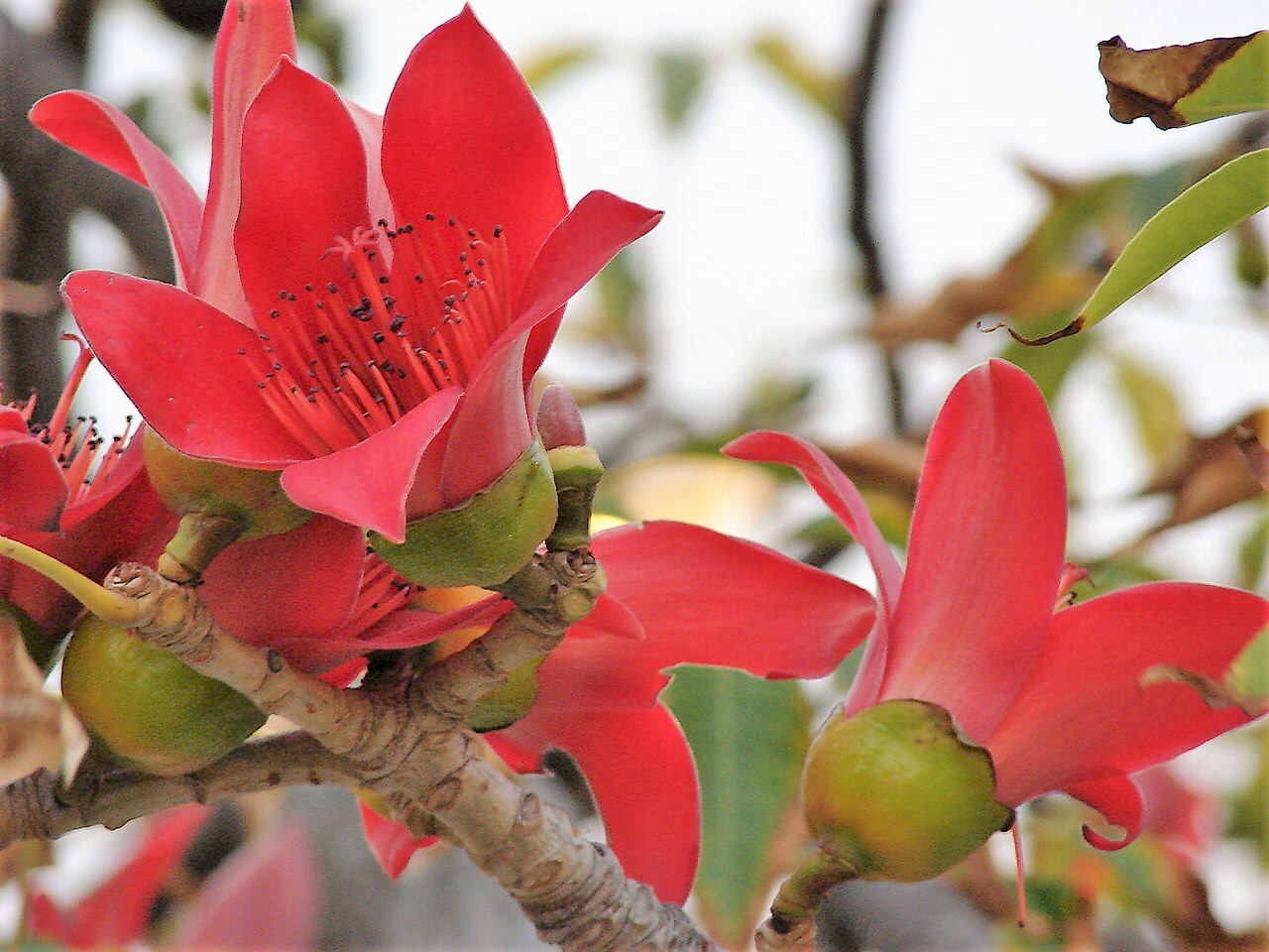 10 Red Silk Cotton Tree Bombax Ceiba Kapok Tropical Flower Seeds Flat Shipping
