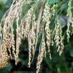 200 PROSO MILLET Weiß Panicum Miliaceum Ziergras Gemüsesamen * Flacher Versand