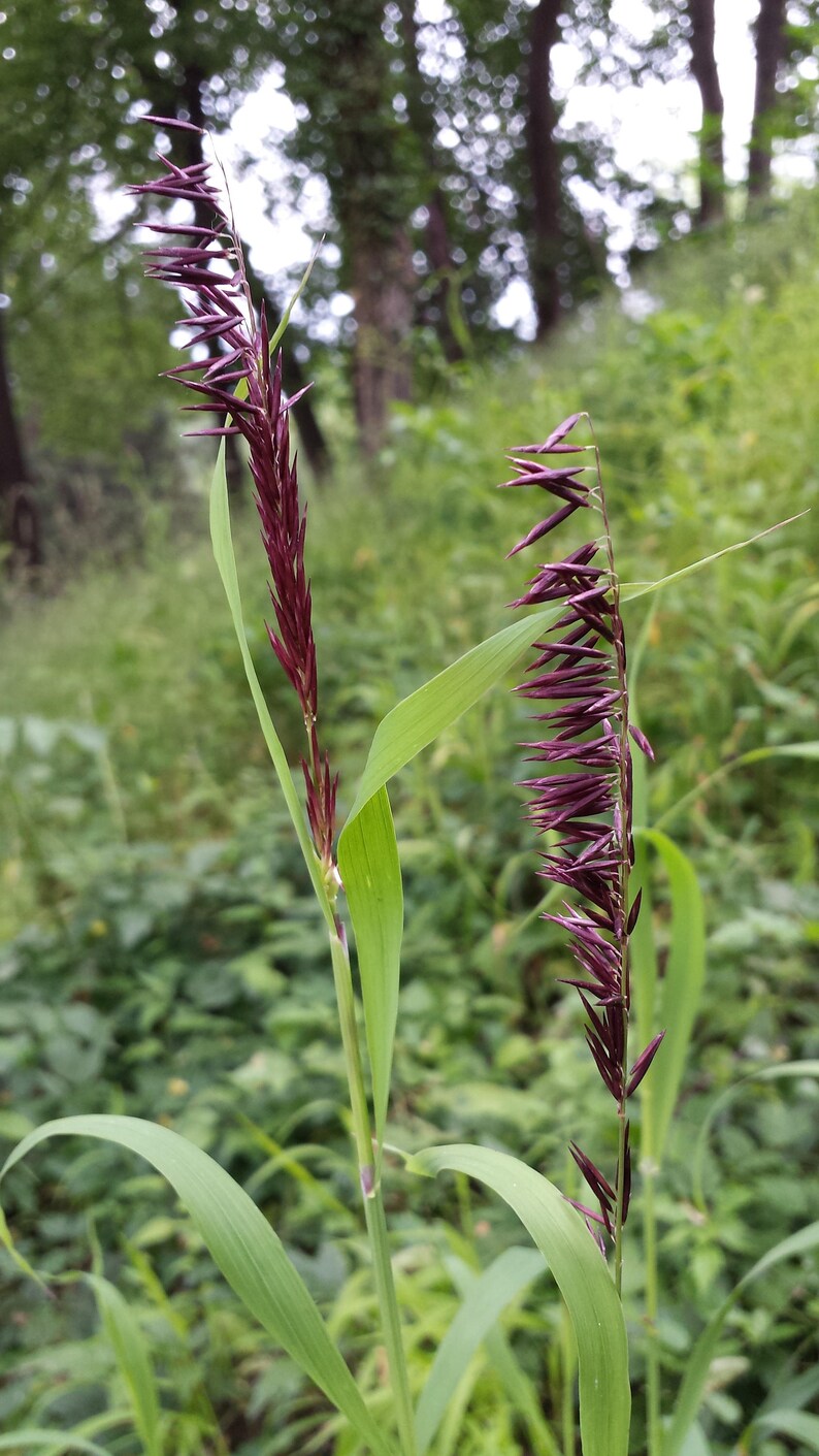 20 RED Spire MELIC GRASS Purple Melica Transsilvanica ...