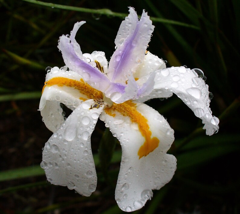 25 WHITE AFRICAN IRIS Fortnight Lily Dietes Iridioides Vegeta Etsy