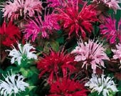 25 BEE BALM MIX Lemon Hummingbird Mint Monarda Didyma Mixed Colors Scarlet, Red, Pink, Purple, Spotted, Salmon Flower Seeds