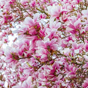 5 SAUCER MAGNOLIA x Soulangeana Denudata & Liliiflora 5 - 10" Pink and White Flower Tulip Tree Seeds