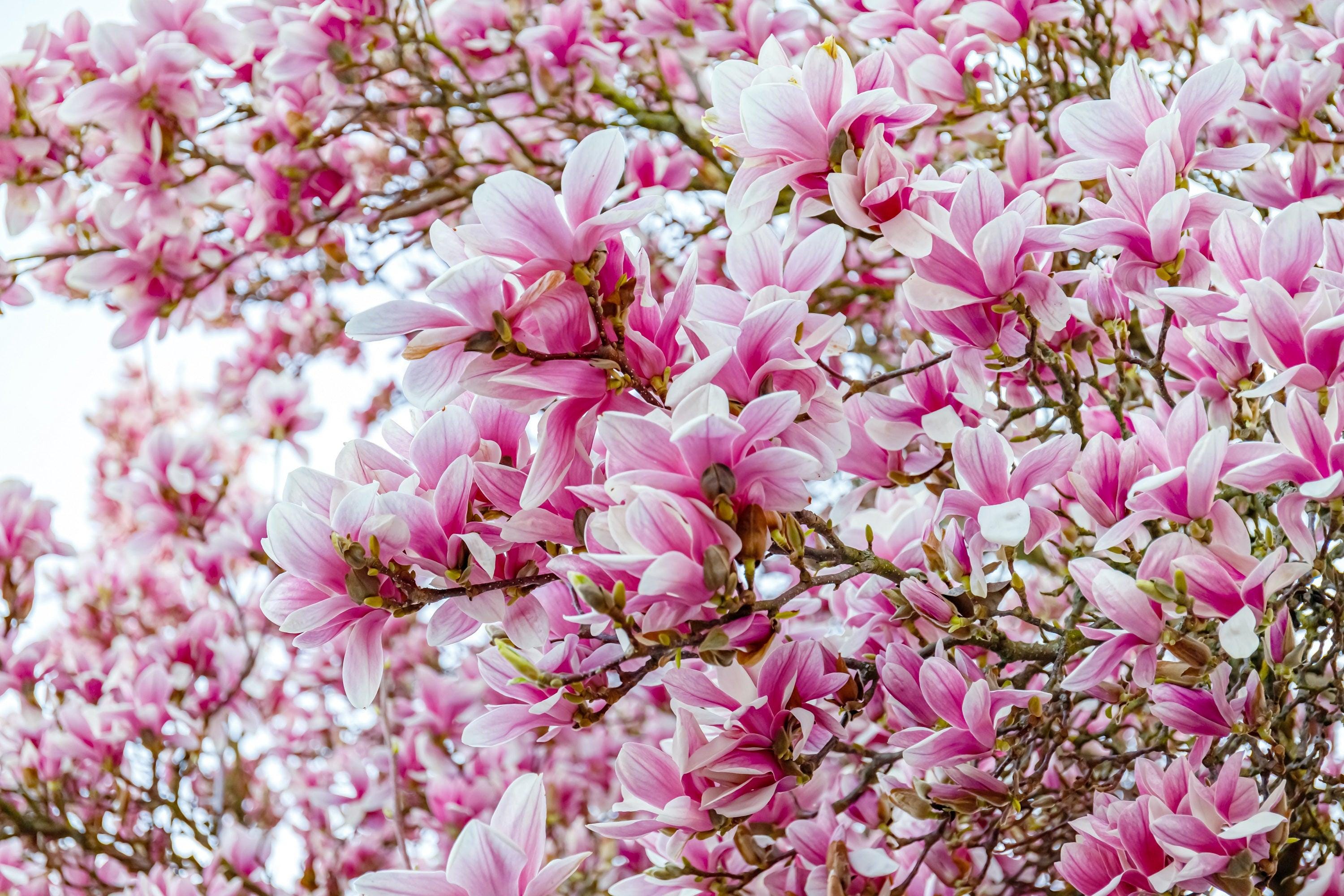 Magnolia tree seeds - Etsy 日本