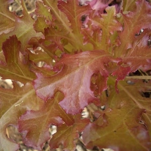 3000 CIMMARON Red ROMAINE LETTUCE Lactuca Sativa Vegetable Seeds