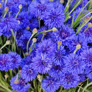 1000 Tall Blue BACHELOR&#39;S BUTTON / CORNFLOWER Centaurea Cyanus Flower Seeds