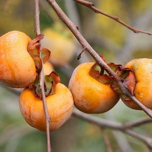 10 ITALIAN PERSIMMON TREE Dateplum Date Plum Fruit Diospyros Lotus Seeds