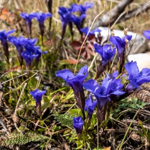 Fringed Gentian | Fringed Gentian (Gentianopsis crinita), We