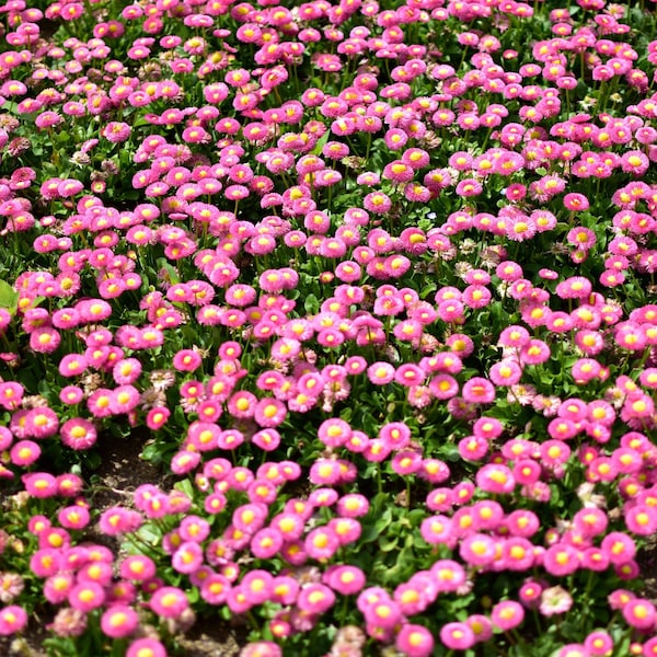 100 PINK INGLÉS DAISY Bellis Perennis Tasso Rosa Semillas de Flor Doble