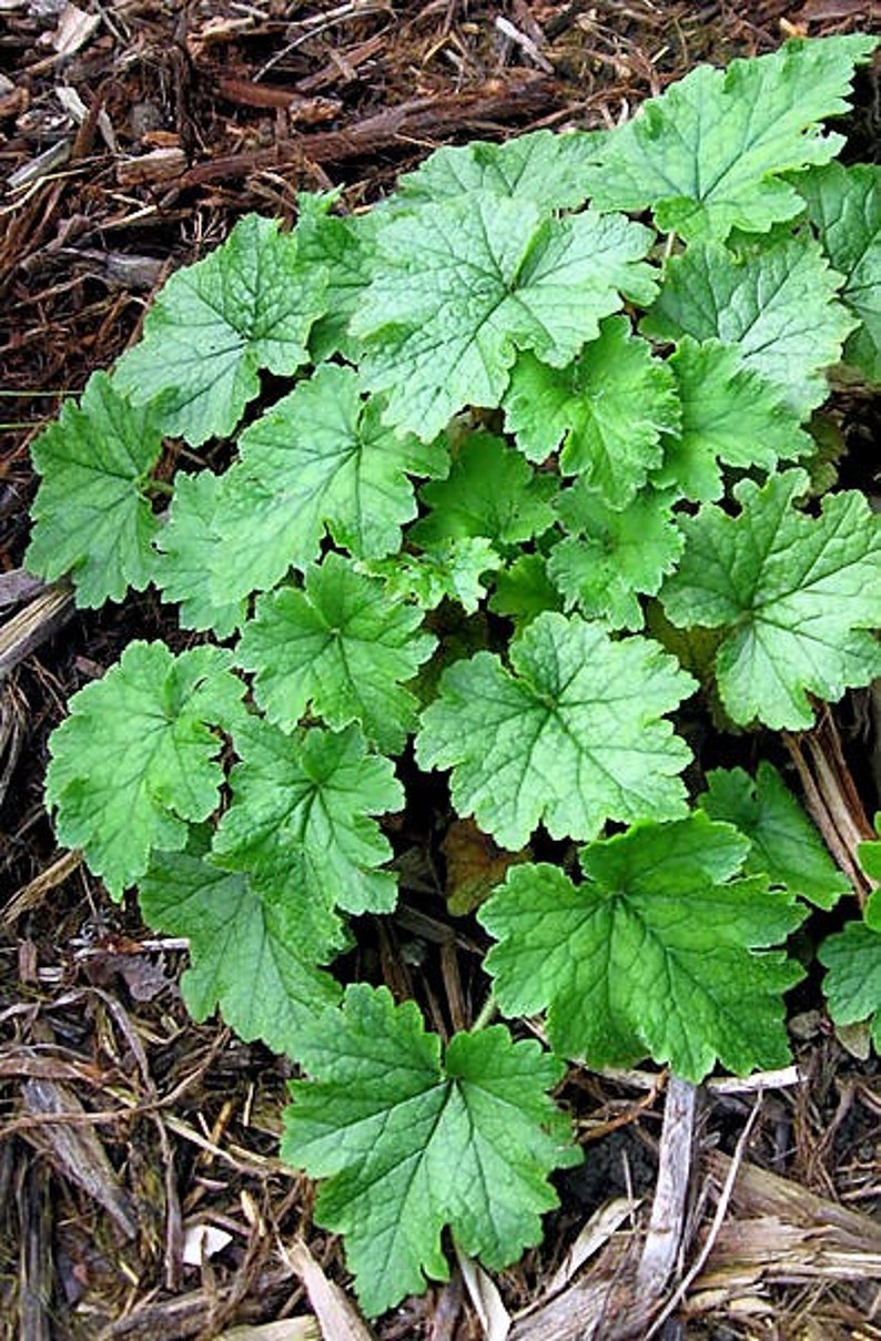 25 FRINGECUP Tellima Grandiflora Odorata Bigflower Fringe Cup Pink Flower Seeds image 5