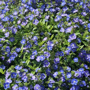 50 CREEPING BLUE SPEEDWELL Veronica Repens Groundcover Flower Seeds Comb S/H image 5