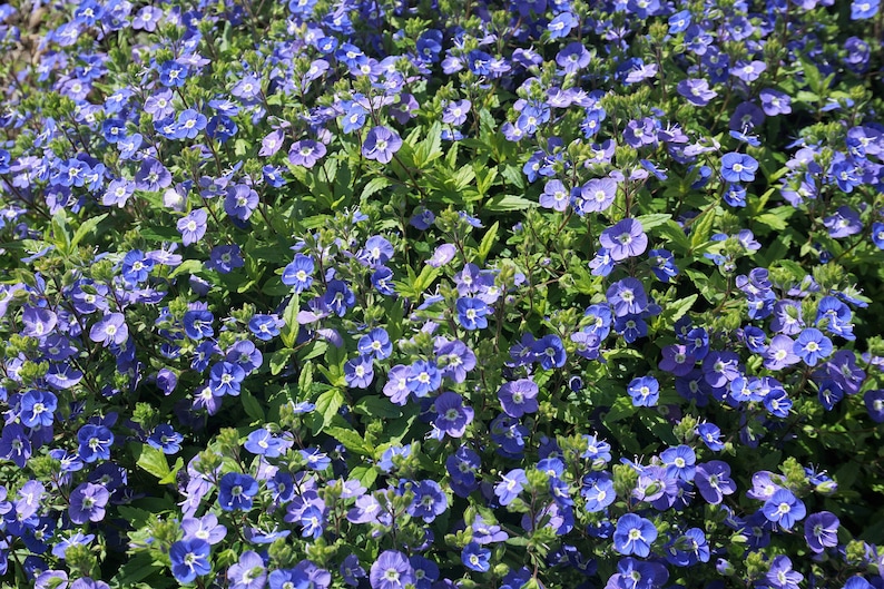 50 CREEPING BLUE SPEEDWELL Veronica Repens Groundcover Flower Seeds Comb S/H image 5