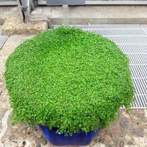1000 semillas a granel de menta corsa (Mentha Requienii), hierba aromática para cubrir el suelo.