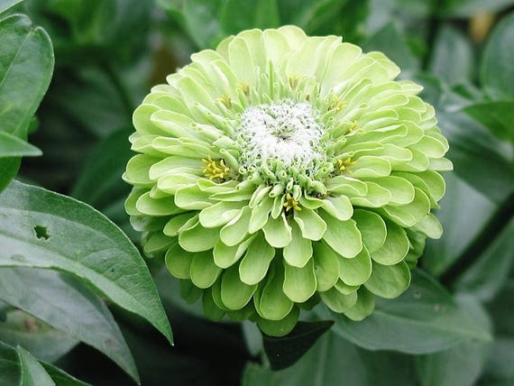 250 GREEN ENVY ZINNIA Elegans Heirloom Chartreuse Double