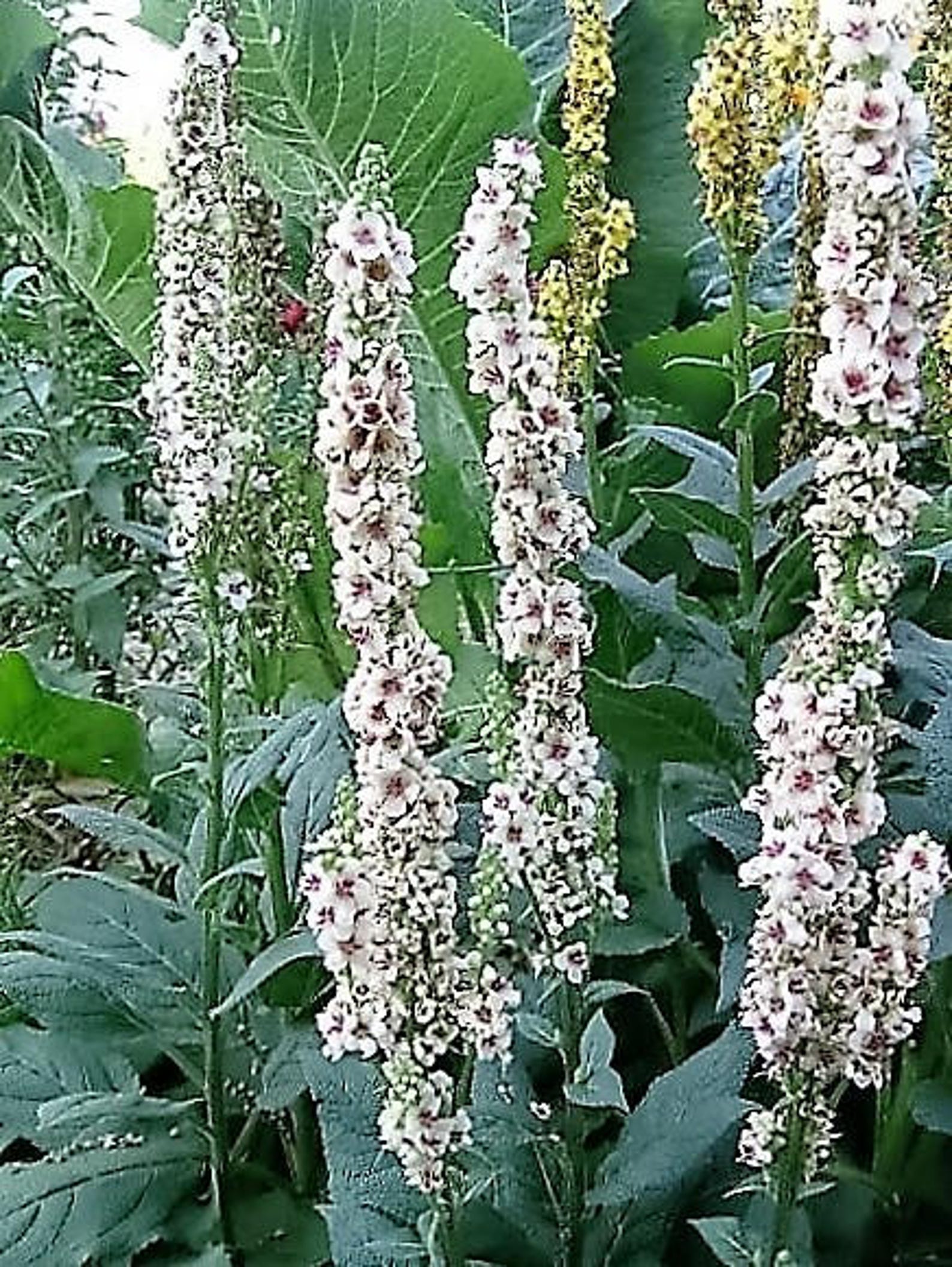 50 WEDDING CANDLES VERBASCUM Chaixii Album Mullein White | Etsy