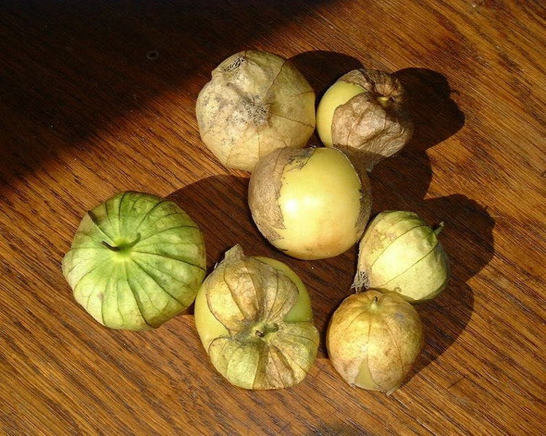 50 PINEAPPLE TOMATILLO Yellow Ground Cherry Physalis Ixocarpa Etsy