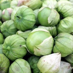 200 GRANDE Rio VERDE TOMATILLO Graines de légumes Physalis Ixocarpa vertes