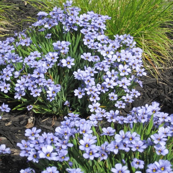 200 BLUE EYED GRASS (Western or Californian) Sisyrinchium Bellum Flower Seeds