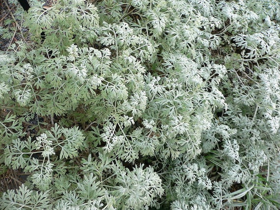 50 semi di santoreggia, Satureja hortensis santoreggia comune, giardini salati, gustato, poivrette pepe asino, St Julien erba 50 semi di santoreggia, Satureja hortensis santoreggia comune, giardini salati, gustato, poivrette pepe asino, St Julien erba