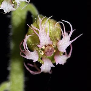 25 FRINGECUP Tellima Grandiflora Odorata Bigflower Fringe Cup Pink Flower Seeds image 9