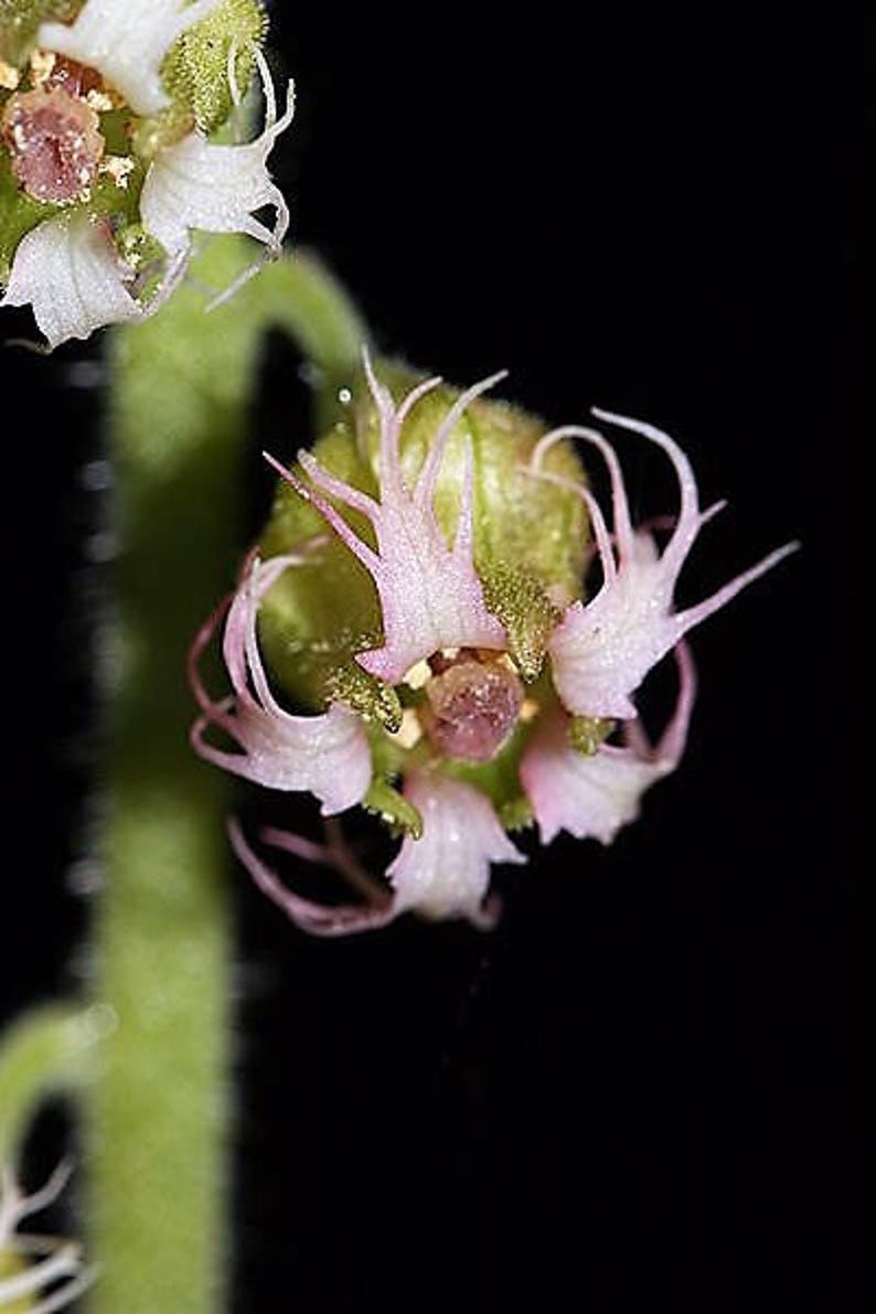 25 FRINGECUP Tellima Grandiflora Odorata Bigflower Fringe Cup Pink Flower Seeds image 9