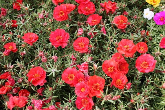 Try moss rose in summer containers and landscapes
