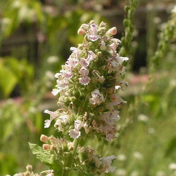 1000 HEIRLOOM CATNIP Nepeta Catara Herb Flower Seeds