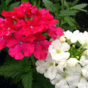 100 MIXED COLORS VERBENA Hortensis Flower Seeds image 2