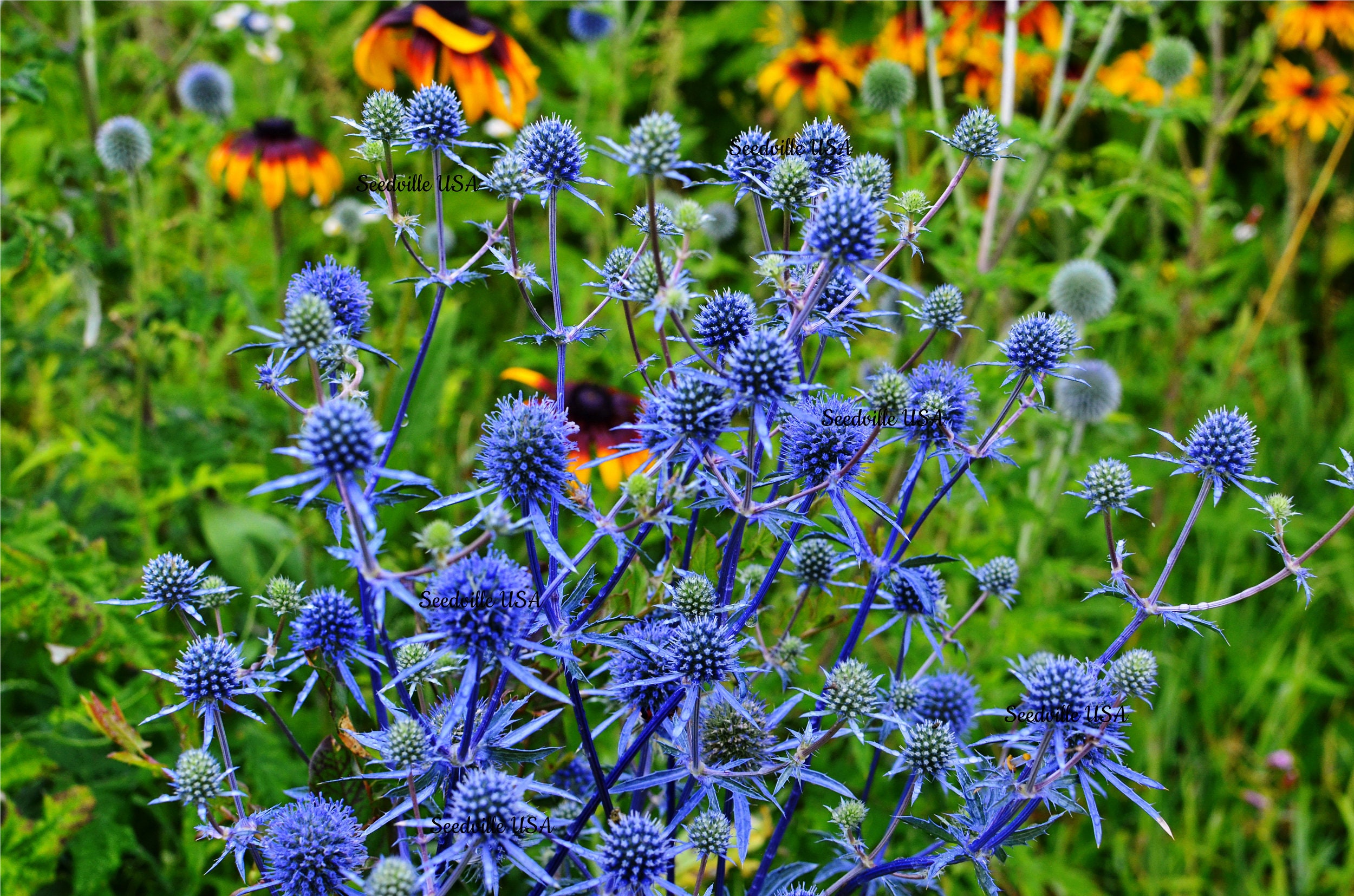 Какие растения относятся к колючкам. Синеголовник (Eryngium). Синеголовник Альпийский. Синеголовник Чертогон. Мордовник и синеголовник.