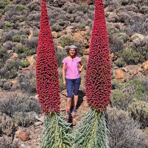 25 TOWER OF JEWELS Red Bugloss Echium Wildpretii Ruby Hummingbird Flower Seeds *Flat Shipping