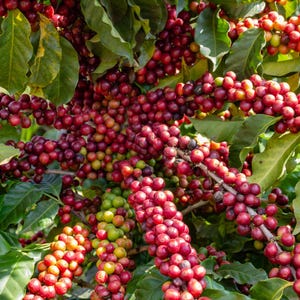 15 graines d'arbustes ARABICA COFFEE - Faites pousser votre propre café ! *S/H combinés