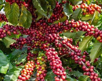 15 ARABICA COFFEE Tree Shrub Seeds - Grow your own coffee! *Combined S/H