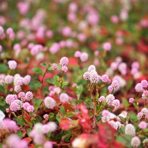 20 PUNCHING BALLS Pink Buttons Persicaria Capitata Polygonum Flower Seeds
