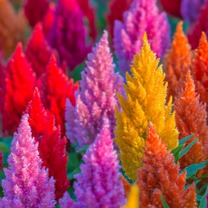 150 Mixed PAMPAS PLUMES COCKSCOMB Celosia Plumosa Flower Seeds