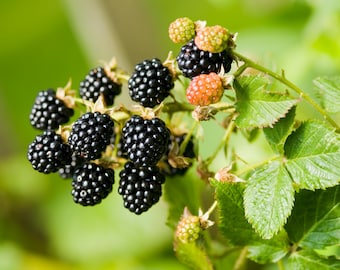 25 TRAILING BLACKBERRY Pacific Rubus Ursinus Vining Shrub Fruit Berry Seeds