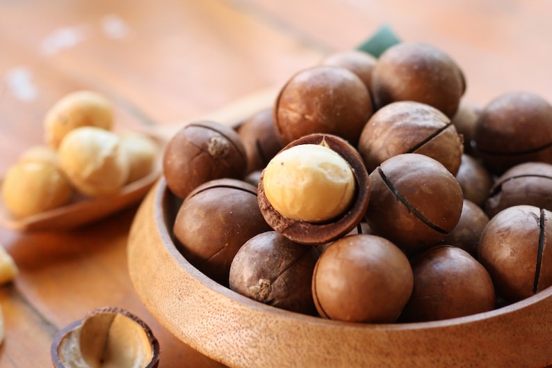 5 MACADAMIA NUT Tree Macadamia Integrifolia Brown Shell Beige Nut Fruit White & Pink Flower Seeds image 6