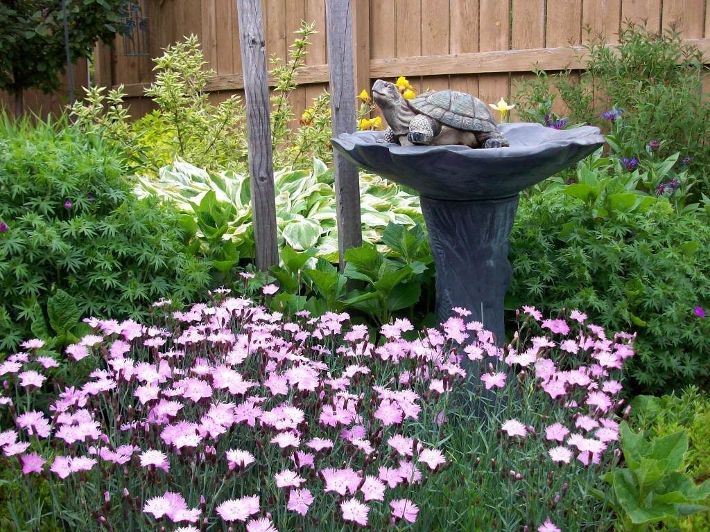 200 Cottage Pinks Garden Laced Or Feathered Pink Dianthus