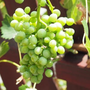 50 GREEN (Dessert / Table) GRAPE Vitis Vinifera Fruit Vine Seeds