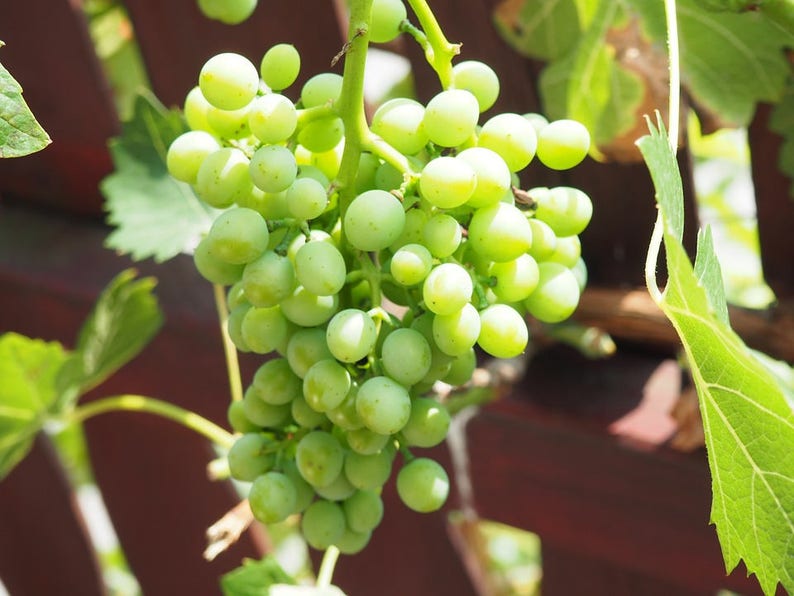 50 GREEN Dessert / Table GRAPE Vitis Vinifera Fruit Vine Seeds image 1