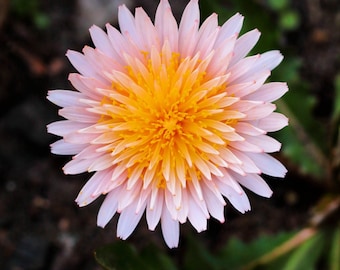 15 rosa Löwenzahn Taraxacum Pseudoroseum Blumensamen