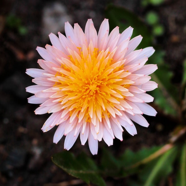 15 PINK DANDELION Taraxacum Pseudoroseum Herb Flower Seeds