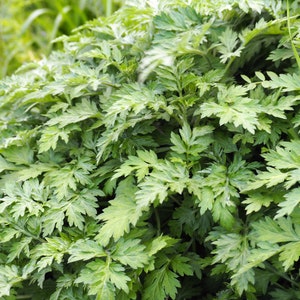 1000 JAPANESE MUGWORT Artemisia Princeps Korean Wormwood Yomagi Herb Yellow Flower Seeds