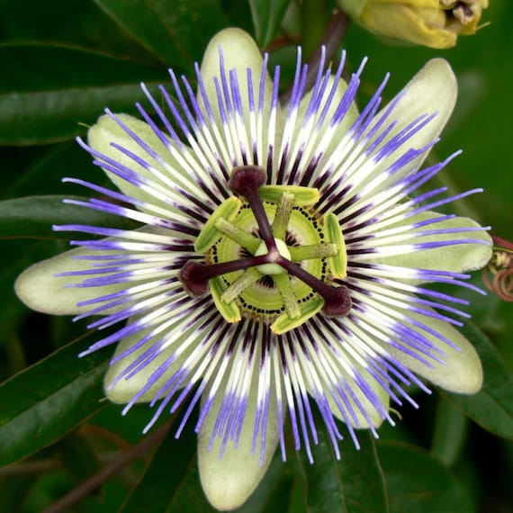 10 Blue Crown Passion Flower Passion Fruit Passiflora Etsy 10 Blue Crown Passion Flower Passion Fruit Passiflora Etsy
