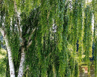 50 SILVER WEEPING BIRCH Tree White European Betula Pendula Alba Seeds * Comb S/H