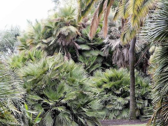 【希少・耐寒性】ウチワヤシ（Chamaerops humilis） il_1080xN.6550991642_jz8s.jpg