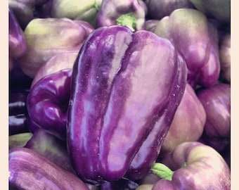 75 PURPLE BEAUTY PEPPER ( Sweet Mild Bell ) Capsicum Annuum Vegetable Seeds